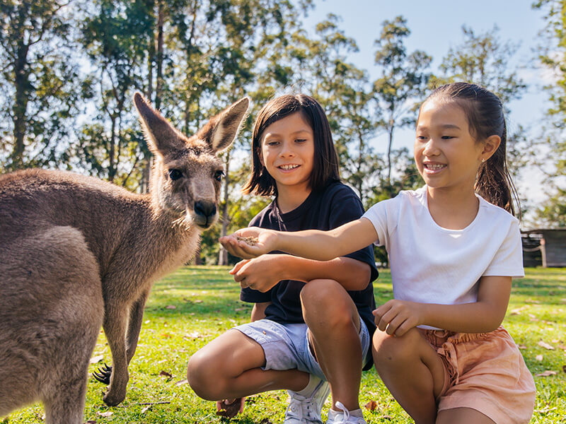 Two children smiling and feeding a kangaroo in a sunny, grassy park surrounded by trees.