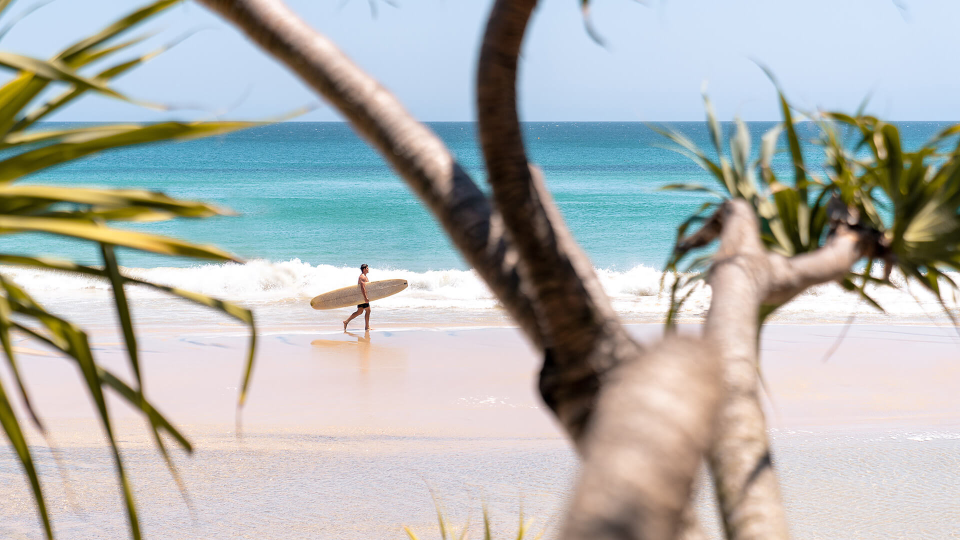 Surfer walking along the shoreline with a longboard at a tropical beach, framed by pandanus trees.