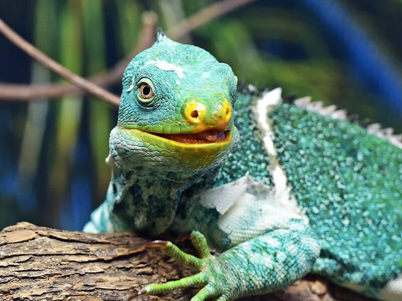 Close-up of a Fiji banded iguana on a tree branch.